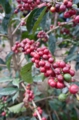 MONDUL 10-11 crop red cherry close.jpg