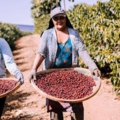 Fazenda-Primavera-2023-NW-2.jpg