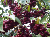 Ethiopia Tome CWS②.png